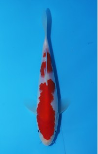 K459 - kohaku