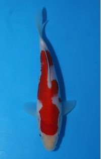 K454 - Kohaku