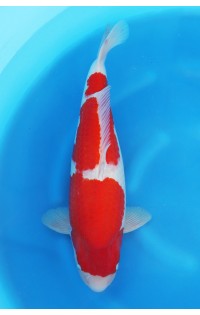 K124 - Kohaku