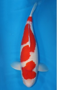 K127 - Kohaku