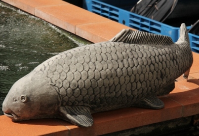 Koi in cemento 64cm